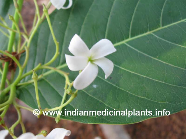 Kutaja - Holarrhena antidysenterica 